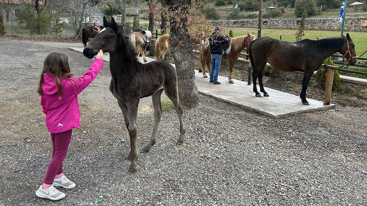 Vytina Horse Club - Δραστηριότητες γνωριμίας με τα άλογα